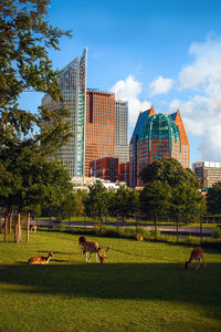 View of horses on field by buildings in city against sky