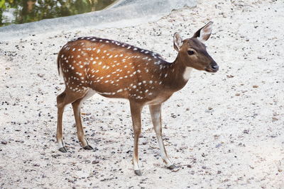 Deer standing on field