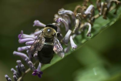 Close-up of bee pollinating flower