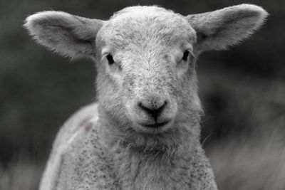 Close-up portrait of sheep