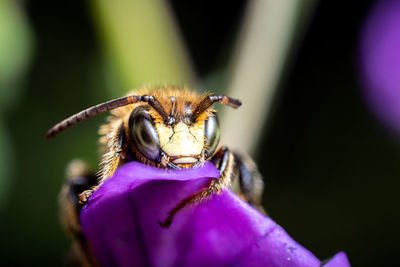 Close-up of bee on purple flower