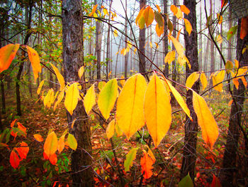 Yellow autumn leaves on tree trunk