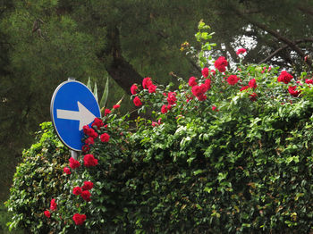 Close up of red flowers