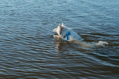 Snow-white dog breed japanese spitz swimming in the lake water