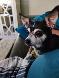 Portrait of dog looking away while sitting on sofa at home