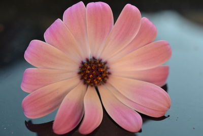 Close-up of pink flower