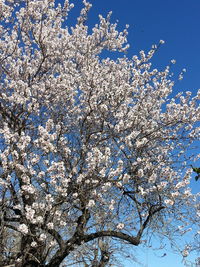 Low angle view of tree against blue sky