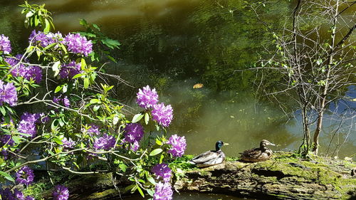 High angle view of birds on lake