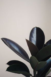 Low angle view of plant against sky