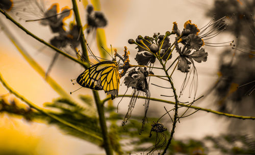 Close-up of butterfly pollinating on flower