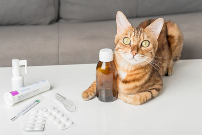 Domestic cat on the table with medicines for colds. virus. medicines for home treatment.