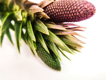 Close-up of fresh green leaf
