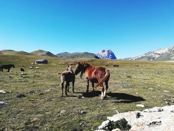 Horses on landscape against clear blue sky