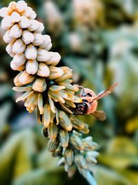 Close-up of insect on flower