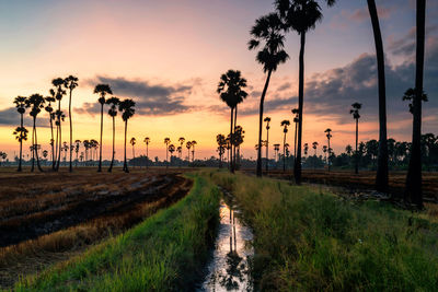 Scenic view of palm trees on field against sky during sunset