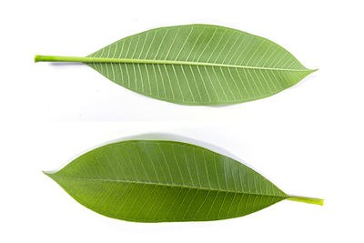High angle view of green leaves against white background