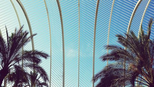 Low angle view of palm leaves