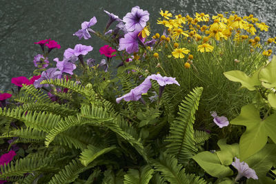 Purple flowers blooming outdoors