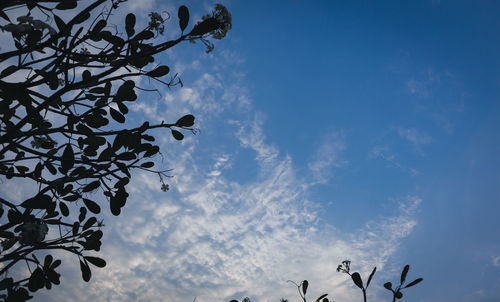 Low angle view of tree against sky