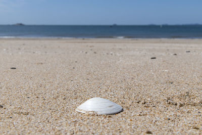 Surface level of seashell on beach