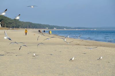 Seagulls on beach