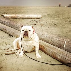 Dog with dog in background