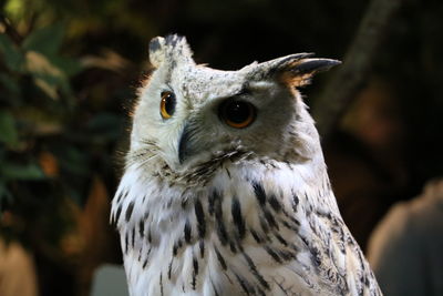 Close-up portrait of owl