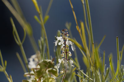 Close-up of white flowering plant