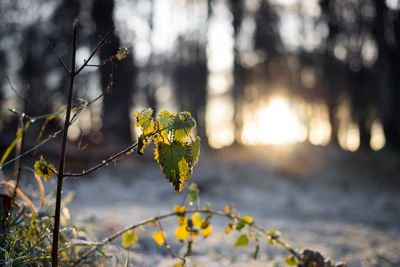 Close-up of leaves on tree during winter