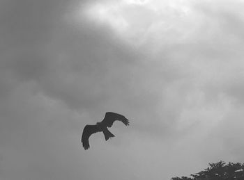 Low angle view of silhouette bird flying against sky