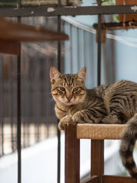 Portrait of a cat sitting on table