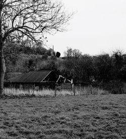 Bare trees on grassy field