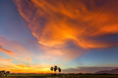 Silhouette trees on field against sky at sunset