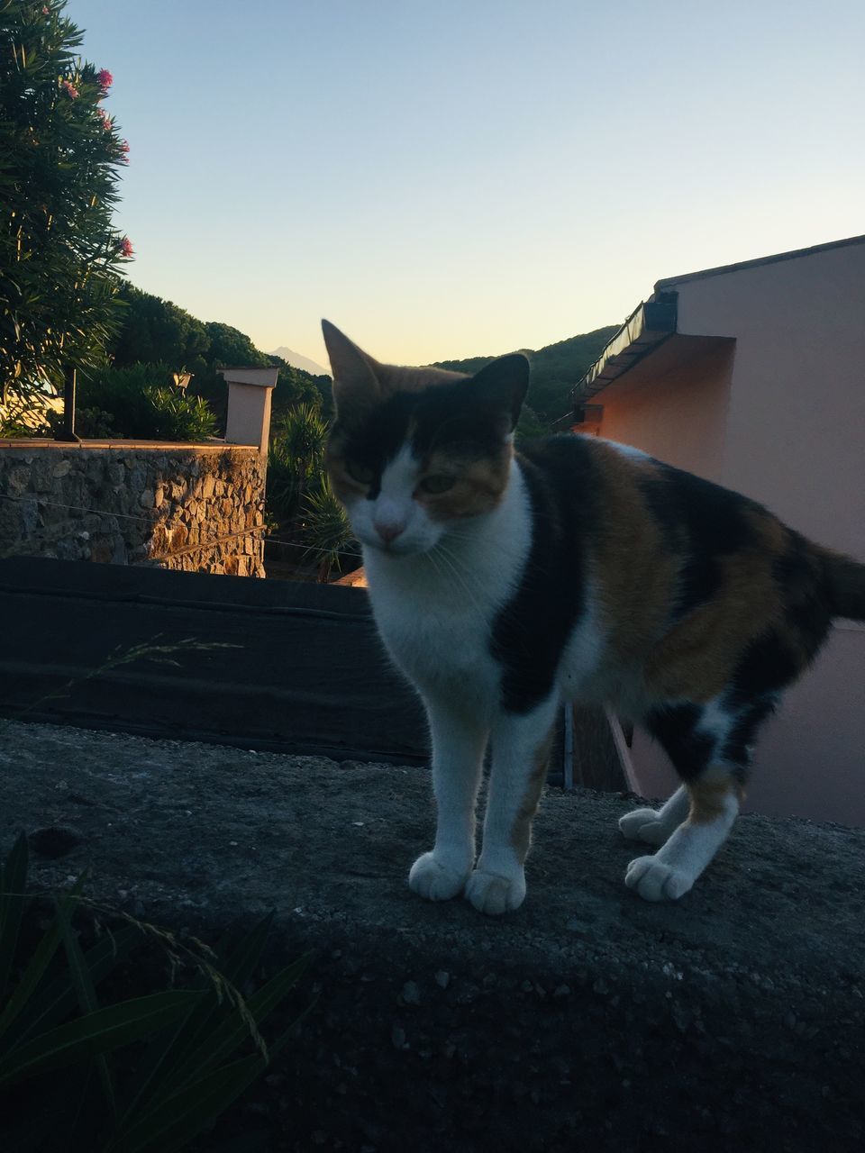 CAT STANDING IN FRONT OF BUILDING