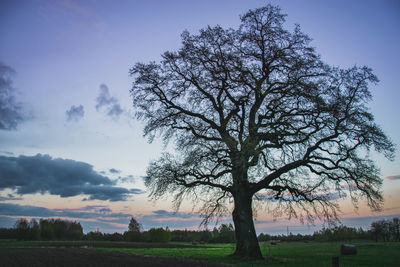 Tree on field against sky