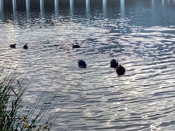 High angle view of ducks swimming in lake