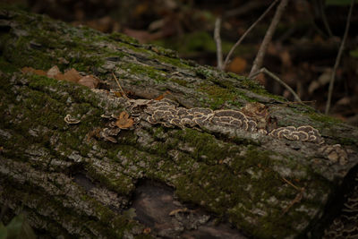 Close-up of mushroom on tree trunk