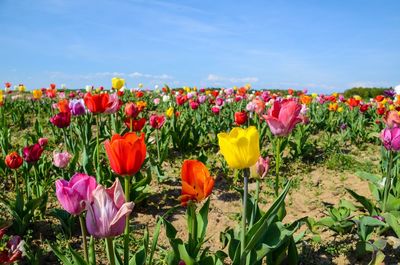 Close-up of yellow tulips on field against sky