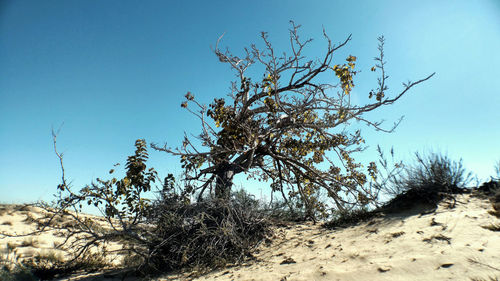 Plant on land against clear blue sky