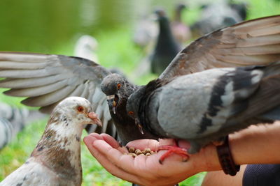 Close-up of hand feeding bird