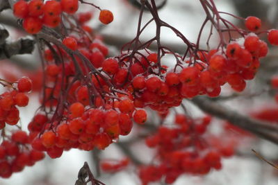 Close-up of red berries growing on tree