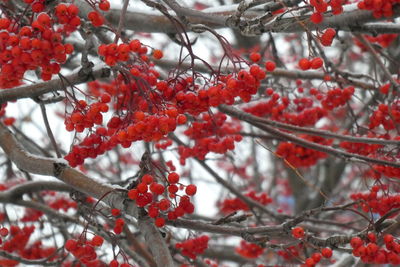 Red berries on tree during winter