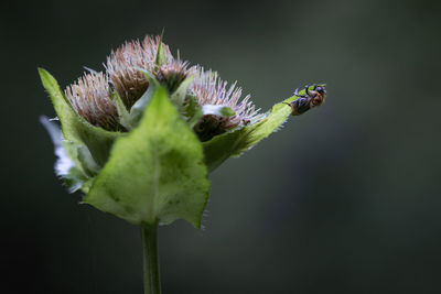Close-up of butterfly on purple flower