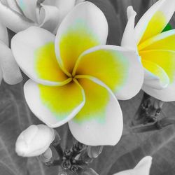 Close-up of yellow flower