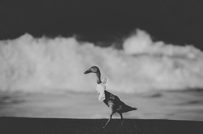 Side view of seagull perching on a sea