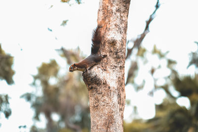 Low angle view of bird on tree trunk