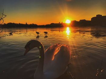 Swan swimming in river against sky during sunset