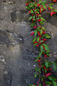 Close-up of multi colored tree