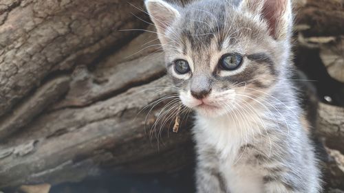 Close-up portrait of a cat