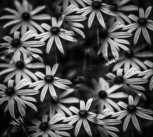 Full frame shot of flowering plants